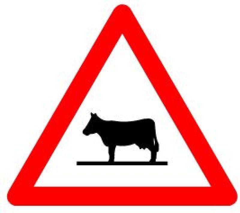 .SIGNAL SCOTCHLITE EG  TIERE / KUH